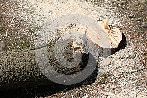 Felled tree
