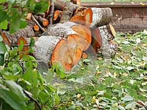 Felled tree for firewood. Cross section of timber, cut for firewood. Growth rings of felled poplar. Texture of a slice of fresh