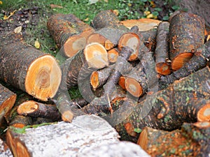 Felled tree for firewood. Cross section of timber, cut for firewood. Growth rings of felled poplar. Texture of a slice of fresh