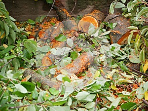 Felled tree for firewood. Cross section of timber, cut for firewood. Growth rings of felled poplar. Texture of a slice of fresh