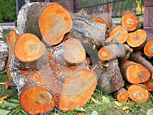 Felled tree for firewood. Cross section of timber, cut for firewood. Growth rings of felled poplar. Texture of a slice of fresh