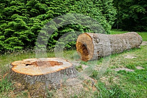 Felled Tree
