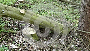 felled tree lying in meadow in forest