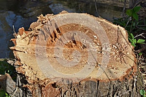 Felled tree