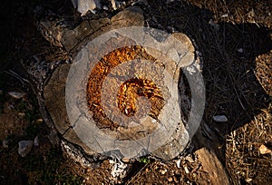 Felled tree rotten by woodworm and humidity