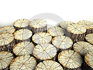 Felled tree stumps, background and copyspace