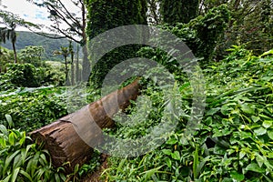 Felled tree trunk in lush tropical vegetation