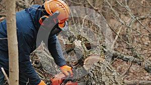 A felled tree trunk is sawn by a lumberjack