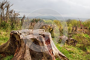 A felled tree trunk on the trail to Bracklinn Falls in Scotland, UK