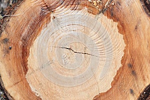 Felled tree trunk. willow, close up. Wood background wood rough