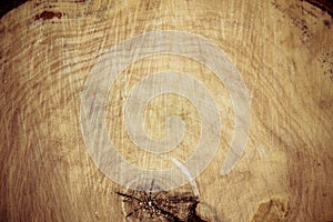 Felled tree trunk. willow, close up. Wood background wood rough