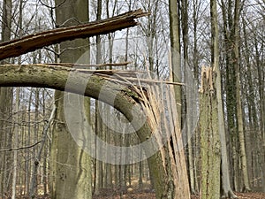 Felled tree trunks and branches