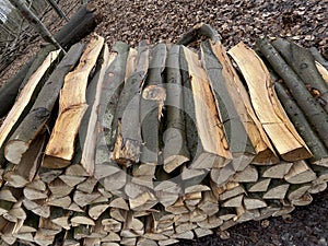 Felled tree trunks and branches