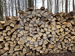 Felled tree trunks and branches