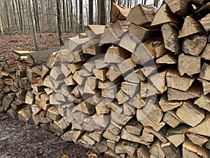 Felled tree trunks and branches