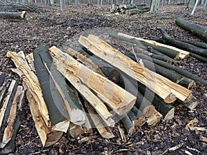Felled tree trunks and branches