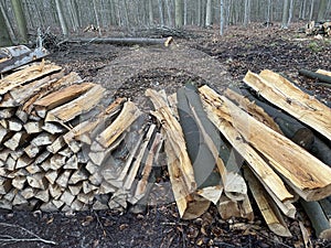 Felled tree trunks and branches