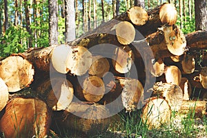 Felled tree trunks lie in the woods natural material ecological crisis