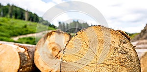 Felled tree trunks in a pile. Logs are a bunch at the ranch. Log trunks pile, the logging timber forest wood industry