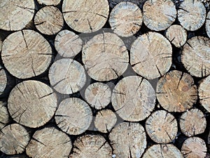 Felled tree trunks, Stack of Wood Stumps. Cutted firewood. Geometric