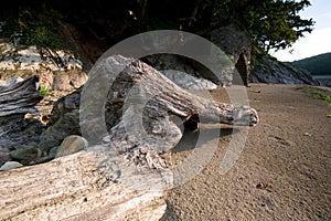 A felled tree is washed up on