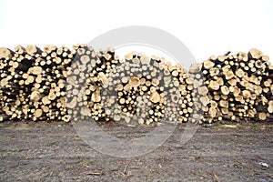 Felled trees photo