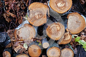 Felled trees and branches in forest. Sawn tree trunks lie on top of each other, background of wet autumn timbers or logs