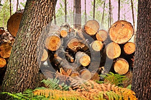 Felled trees and cut logs in the forest