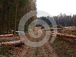 The felled trees and felling proÑess