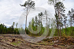 Felled trees in forest. Deforestation and Illegal Logging, international trade in illegal timber. Stump of the felled living tree