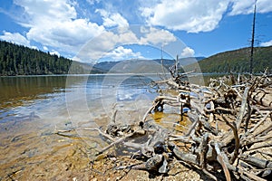 Felled trees in front of National Lake Pudacuo