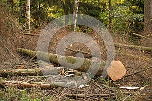 Felled trees that are infested with bark beetle. Wood lies in the forest