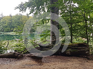 Felled trees are part of the untouched nature of Plitvice Lakes