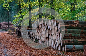 Felled trees along a forest path