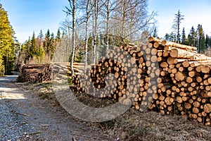 Felled trees are ready for transport in a forest in Sweden