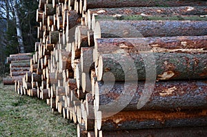 Felled trees, ready for transportation