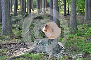 Felled trees, ready for transportation