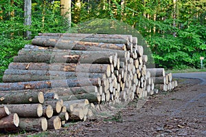 Felled trees, ready for transportation