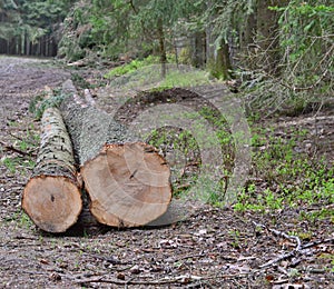 Felled trees, ready for transportation