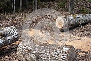 felled trees in a stack, logs from felled tree trunks