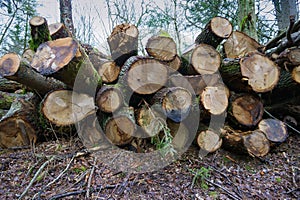 Logs from felled tree trunks, felled trees in a stack