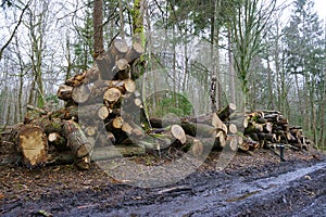 Felled trees in a stack, logs from felled tree trunks
