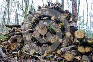 Felled trees in a stack, logs from felled tree trunks