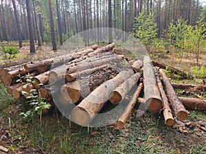 Felled trees stacked for heating in the cold season