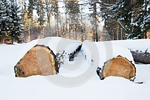 Felled trees stacked, ready transportation to the sawmill