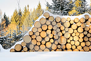 Felled trees stacked, ready transportation to the sawmill