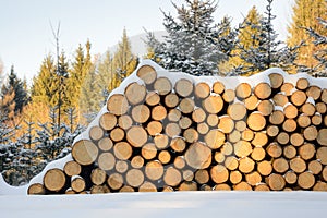Felled trees stacked, ready transportation to the sawmill