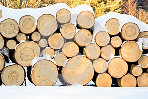 Felled trees stacked, ready transportation to the sawmill