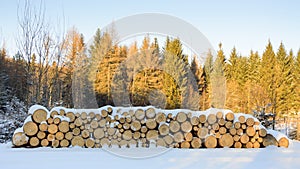 Felled trees stacked, ready transportation to the sawmill
