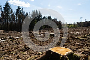 Felled trees symbol for the forest dieback in germany due to environmental change